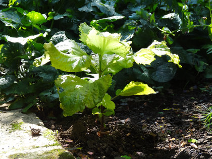 Kitchen Garden Doglog