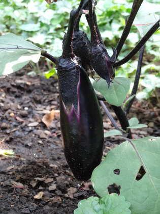 Kitchen Garden Doglog